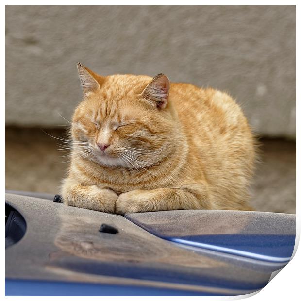 Golden Cat sleeping on the hood Print by Adrian Bud