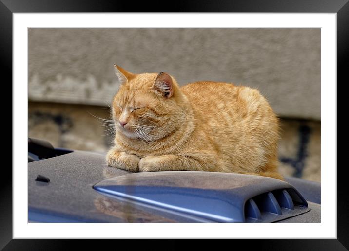 Cat sleeping on the hood Framed Mounted Print by Adrian Bud