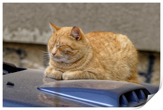 Cat sleeping on the hood Print by Adrian Bud