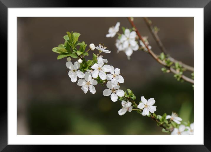 Blossom cherry in the sun Framed Mounted Print by Adrian Bud