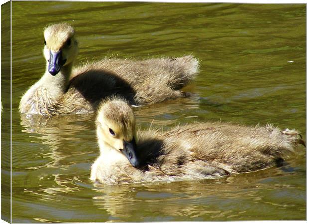 Goslings Canvas Print by val butcher
