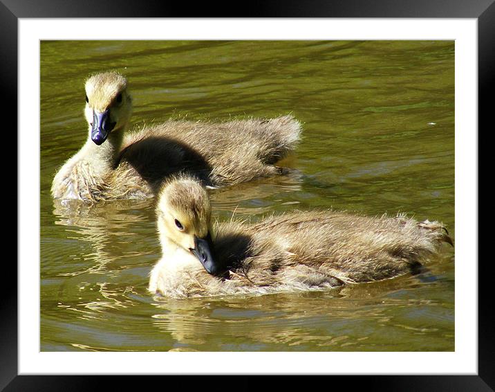 Goslings Framed Mounted Print by val butcher
