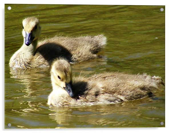 Goslings Acrylic by val butcher