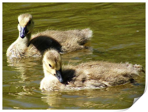 Goslings Print by val butcher