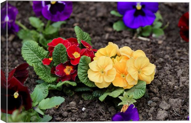 pansies in the ground Canvas Print by Adrian Bud
