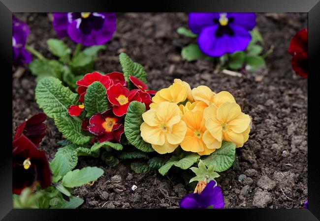 pansies in the ground Framed Print by Adrian Bud