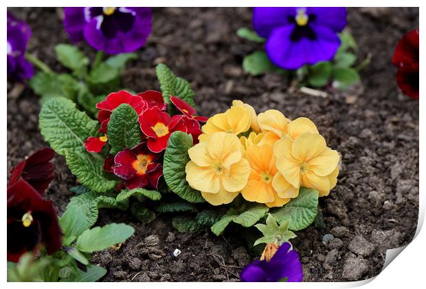 pansies in the ground Print by Adrian Bud