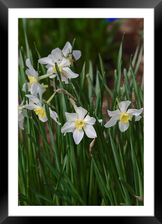 white daffodils Framed Mounted Print by Adrian Bud