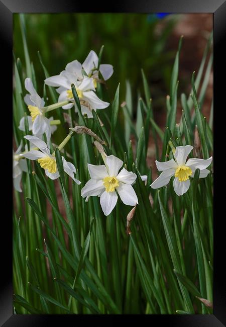 white daffodils Framed Print by Adrian Bud