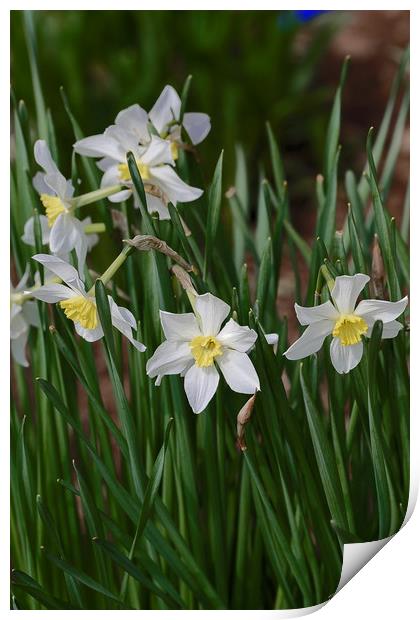 white daffodils Print by Adrian Bud