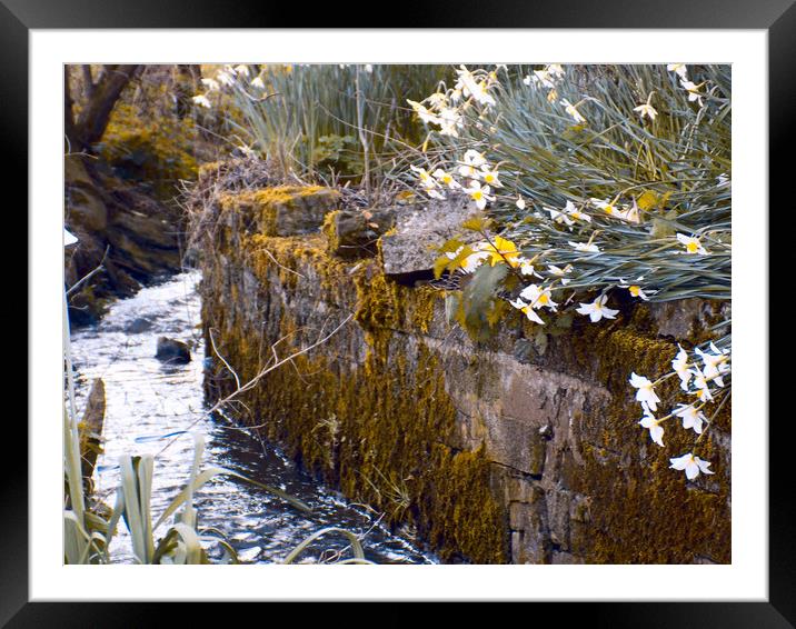 daffodils near water. Framed Mounted Print by paul ratcliffe