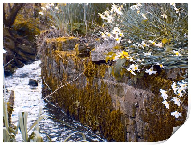 daffodils near water. Print by paul ratcliffe