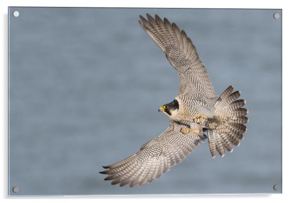 Peregrine Falcon Acrylic by Ian Hufton