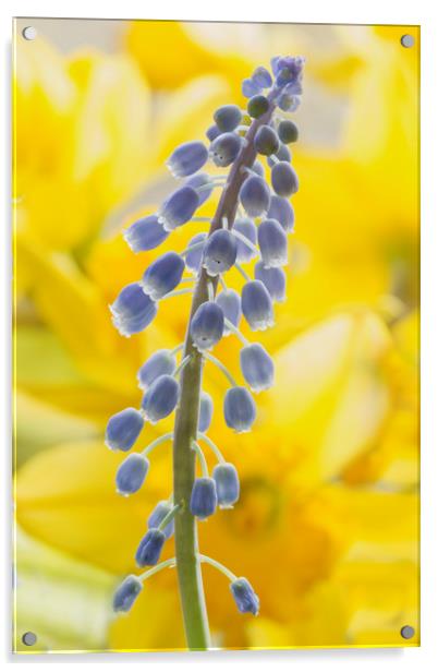 Grape hyacinth on daffodils  Acrylic by Iain Leadley