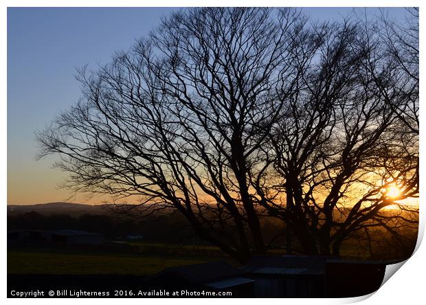 Sunset Through The Tree Print by Bill Lighterness