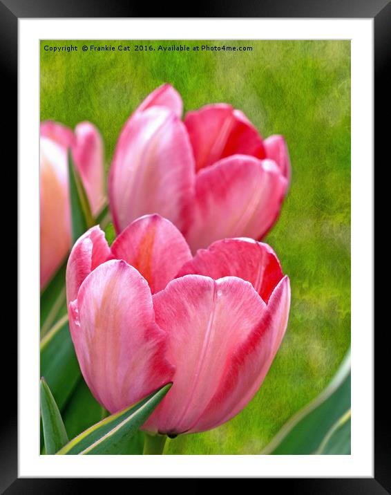 Pink Tulips Framed Mounted Print by Frankie Cat