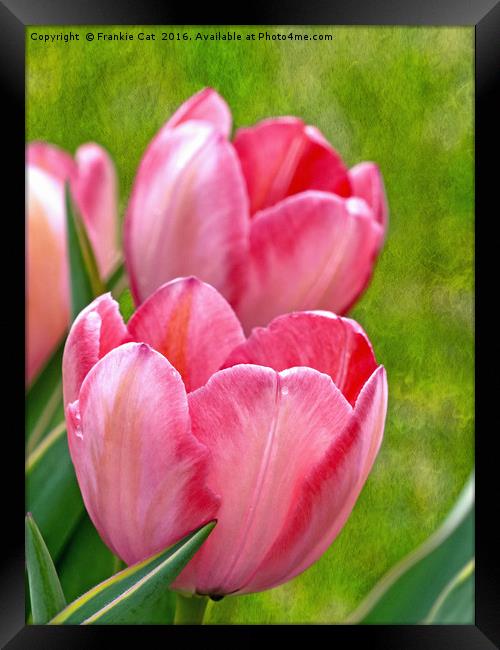 Pink Tulips Framed Print by Frankie Cat