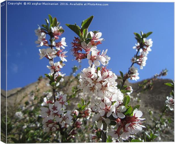 Wild plum's blossoms,                              Canvas Print by Ali asghar Mazinanian