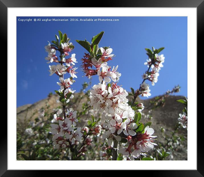 Wild plum's blossoms,                              Framed Mounted Print by Ali asghar Mazinanian