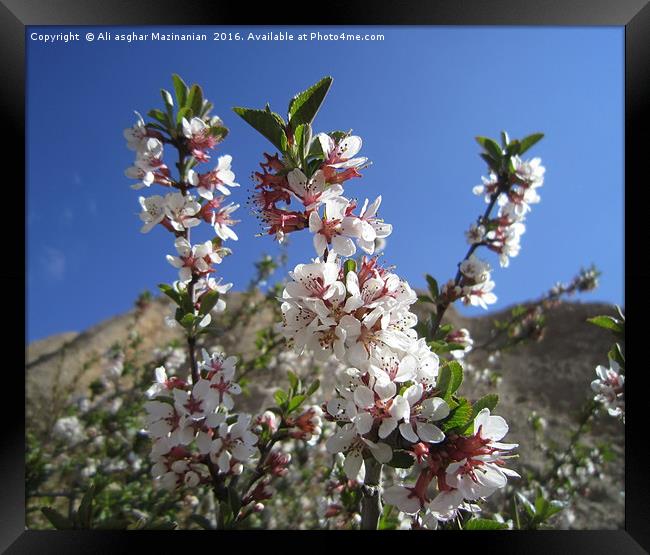 Wild plum's blossoms,                              Framed Print by Ali asghar Mazinanian