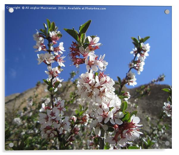 Wild plum's blossoms,                              Acrylic by Ali asghar Mazinanian