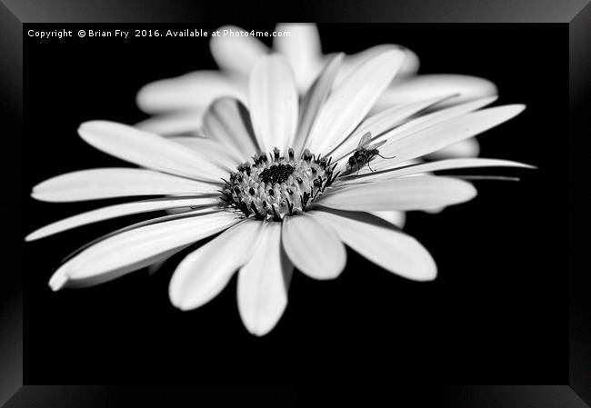 Osteospermum and fly Framed Print by Brian Fry
