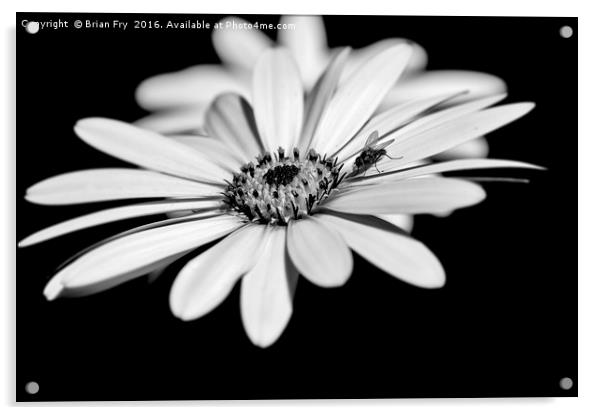 Osteospermum and fly Acrylic by Brian Fry