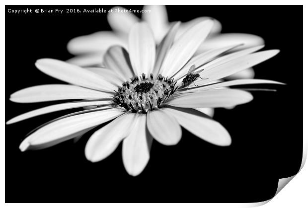 Osteospermum and fly Print by Brian Fry