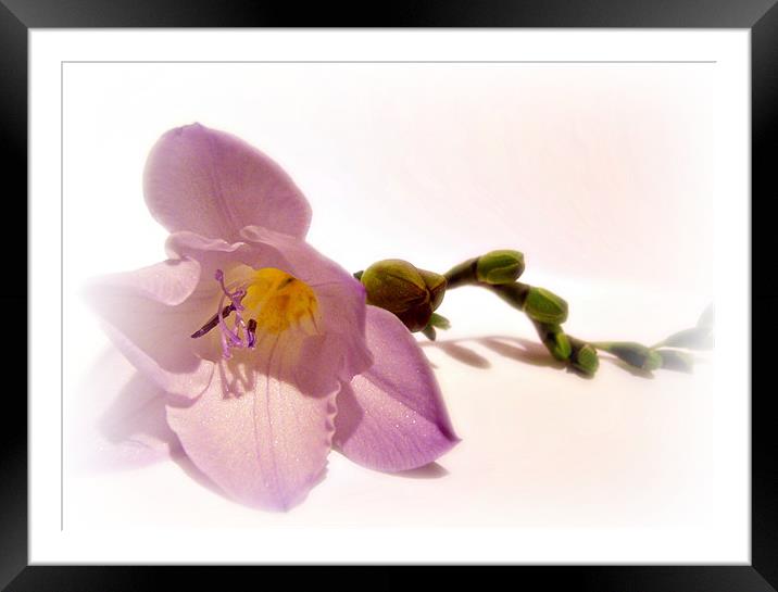 Caterpillar Freesia Framed Mounted Print by Aj’s Images