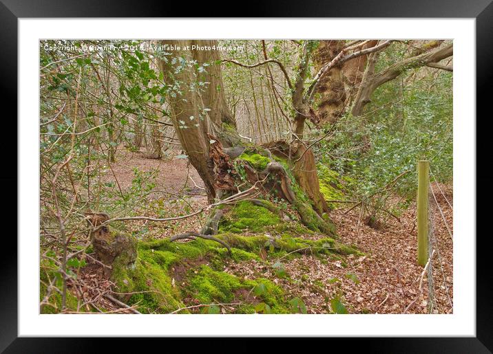 Spring green Framed Mounted Print by Brian Fry