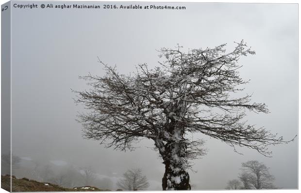 Iced tree on a misty day, Canvas Print by Ali asghar Mazinanian