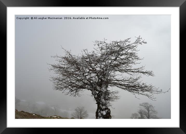 Iced tree on a misty day, Framed Mounted Print by Ali asghar Mazinanian