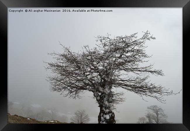 Iced tree on a misty day, Framed Print by Ali asghar Mazinanian
