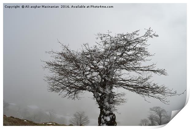 Iced tree on a misty day, Print by Ali asghar Mazinanian