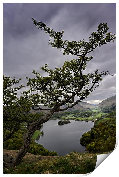 Tree over Grassmere Print by Stephen Mole