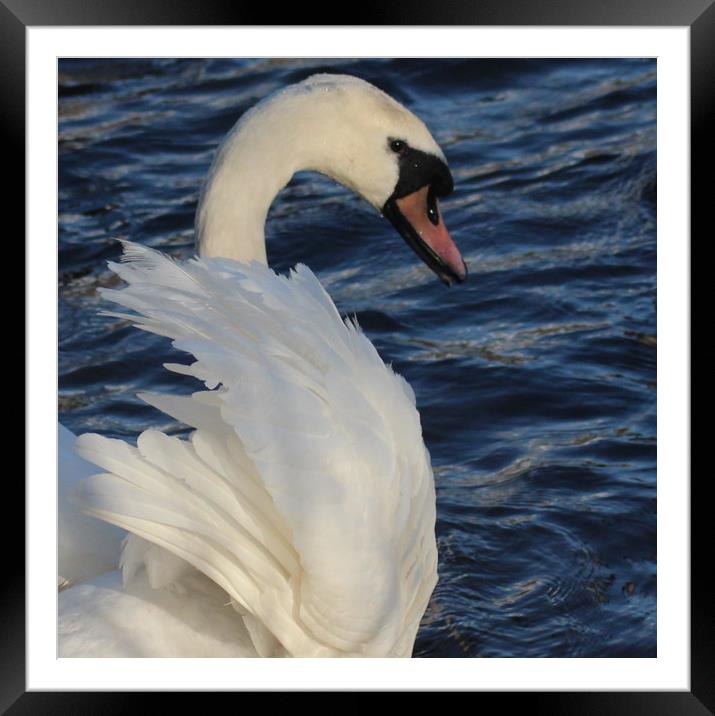 The beauty of a Swan Framed Mounted Print by HELEN PARKER