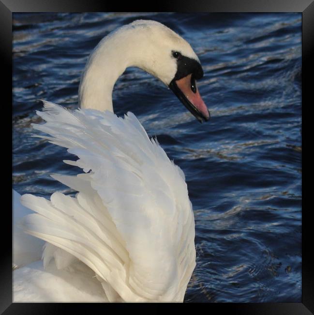 The beauty of a Swan Framed Print by HELEN PARKER