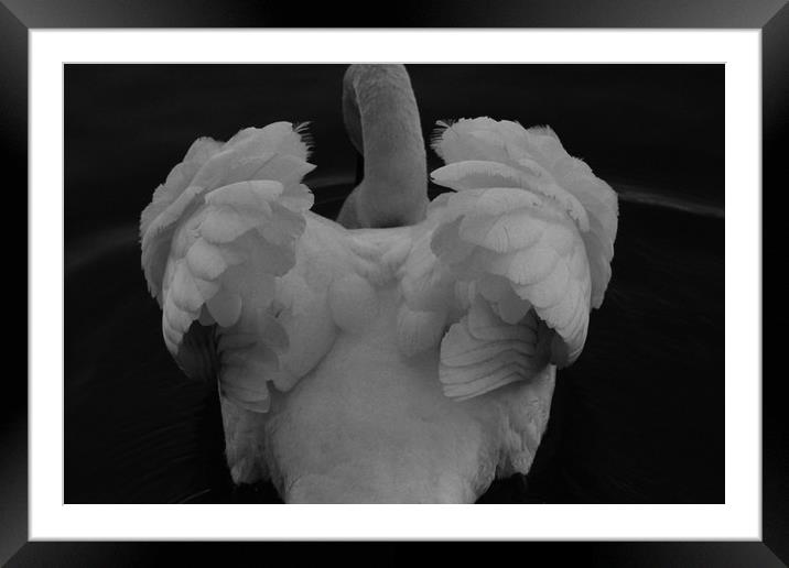 Beautiful Swan Plumage Framed Mounted Print by HELEN PARKER