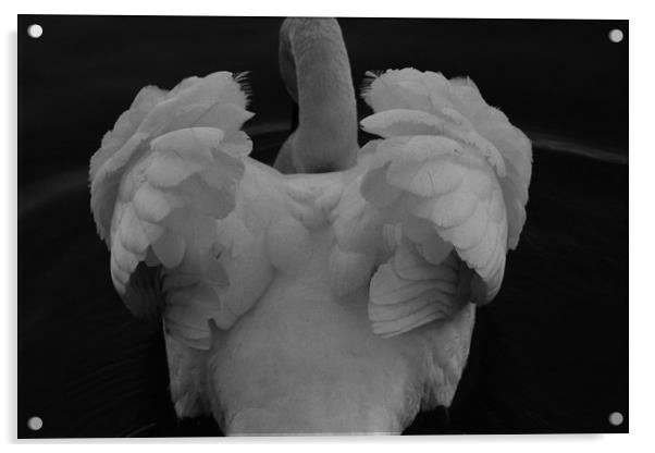 Beautiful Swan Plumage Acrylic by HELEN PARKER