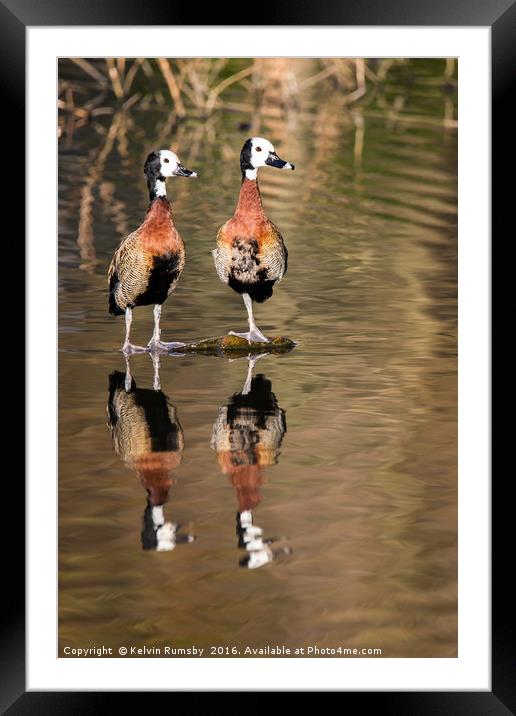 whistling duck, tree duck Framed Mounted Print by Kelvin Rumsby