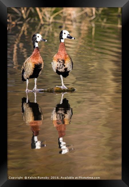 whistling duck, tree duck Framed Print by Kelvin Rumsby