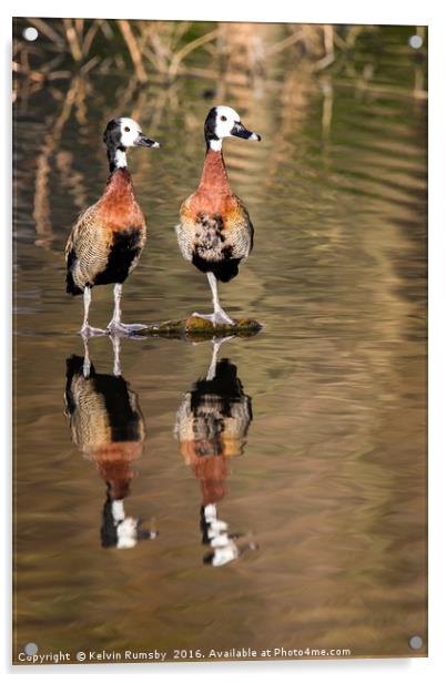 whistling duck, tree duck Acrylic by Kelvin Rumsby
