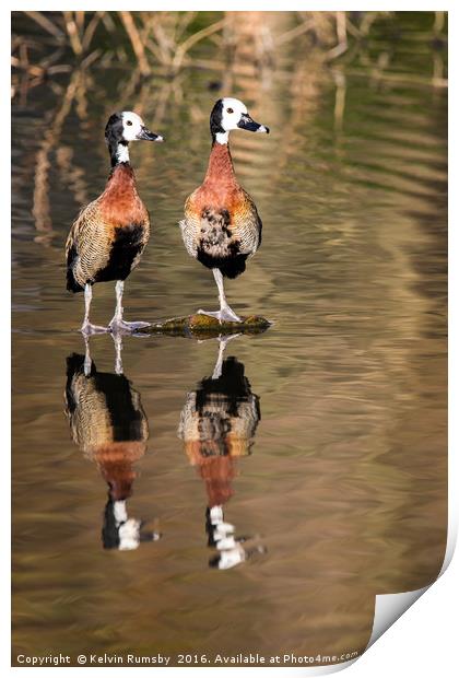 whistling duck, tree duck Print by Kelvin Rumsby