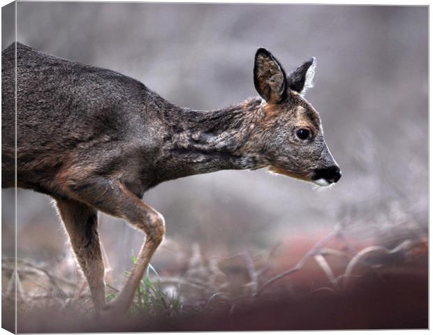 Roe Deer Canvas Print by Macrae Images