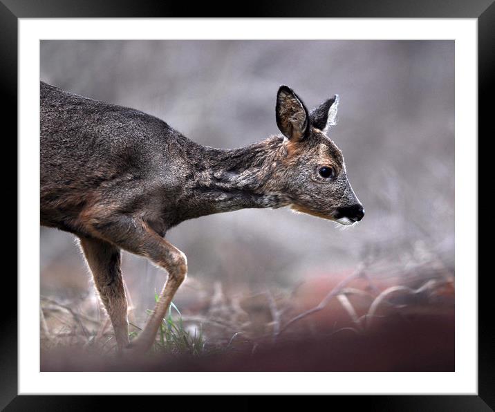 Roe Deer Framed Mounted Print by Macrae Images