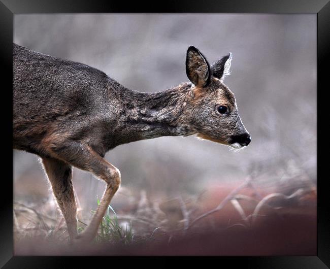 Roe Deer Framed Print by Macrae Images