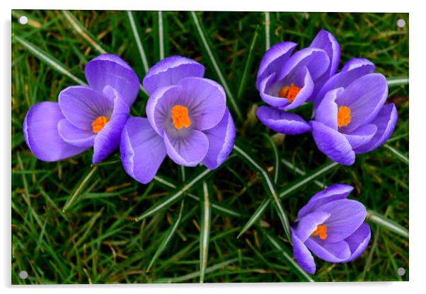 Springtime Crocus Acrylic by Ann McGrath