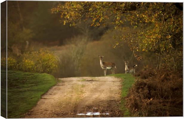 Deer in the New Forest Canvas Print by Jennie Franklin