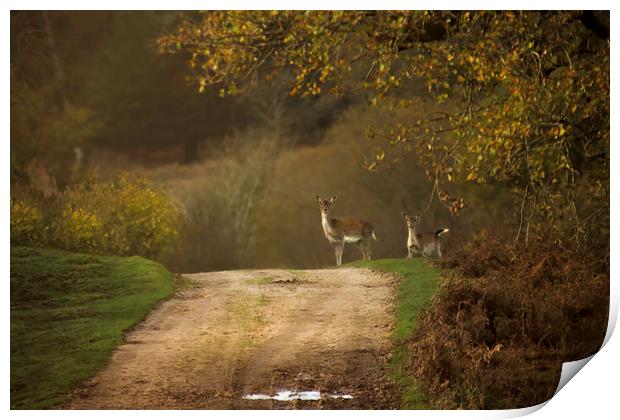 Deer in the New Forest Print by Jennie Franklin