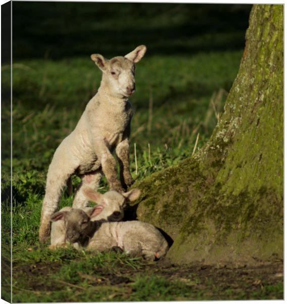 Spring lamb  Canvas Print by Shaun Jacobs